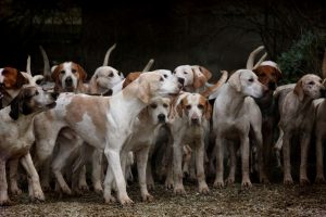 Osam najvernijih rasa pasa na svetu - Daće i život za vas, a pružaće samo ljubav!