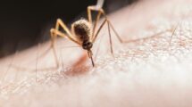 Da li znate zašto nas ujed komarca svrbi?